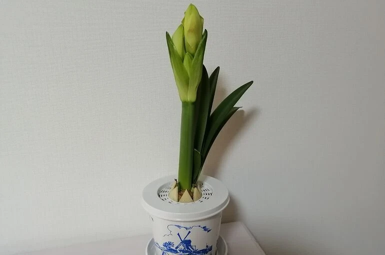 アマリリスのつぼみ